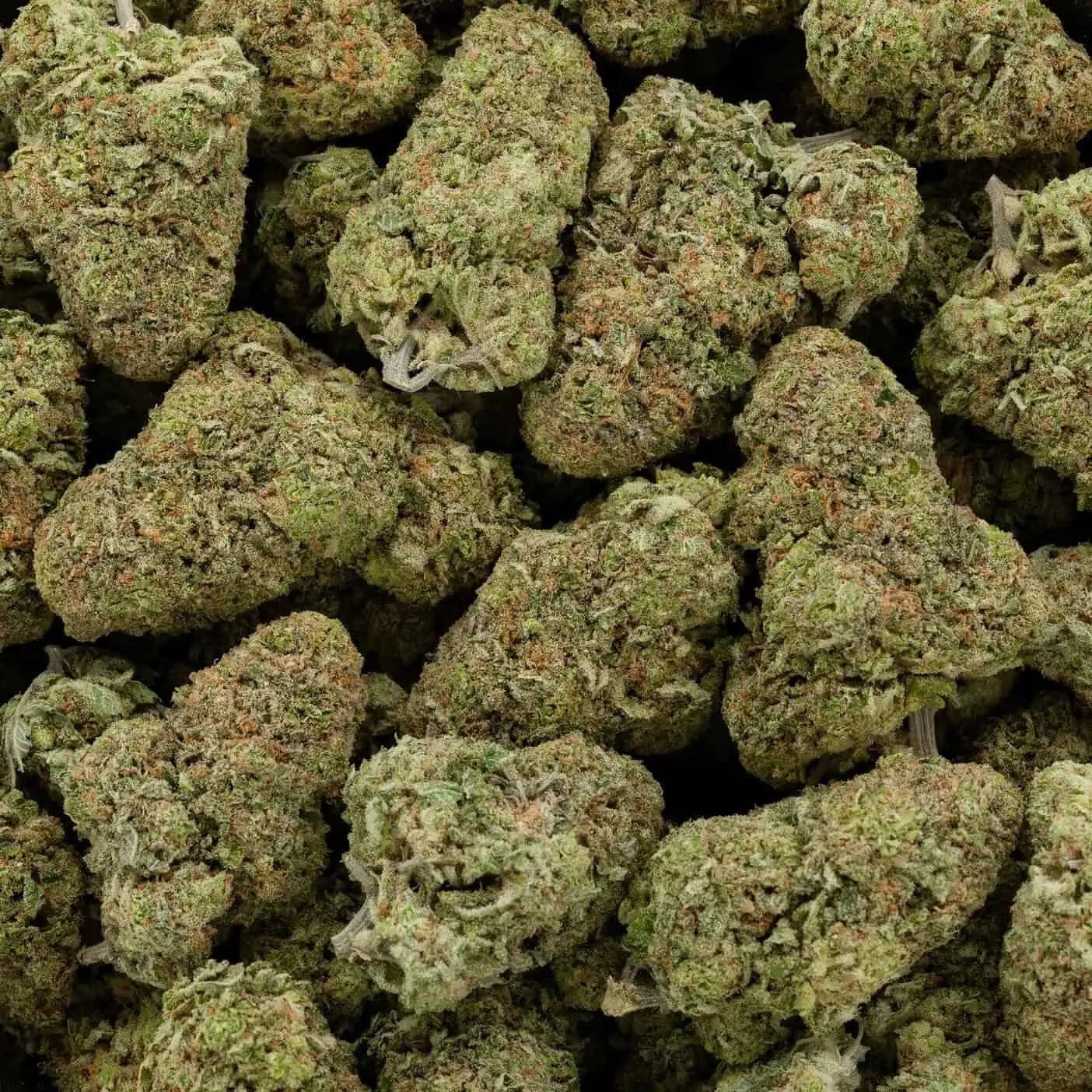 Super Silver Haze 38% THC | Exotic LSO | Sativa - 7g