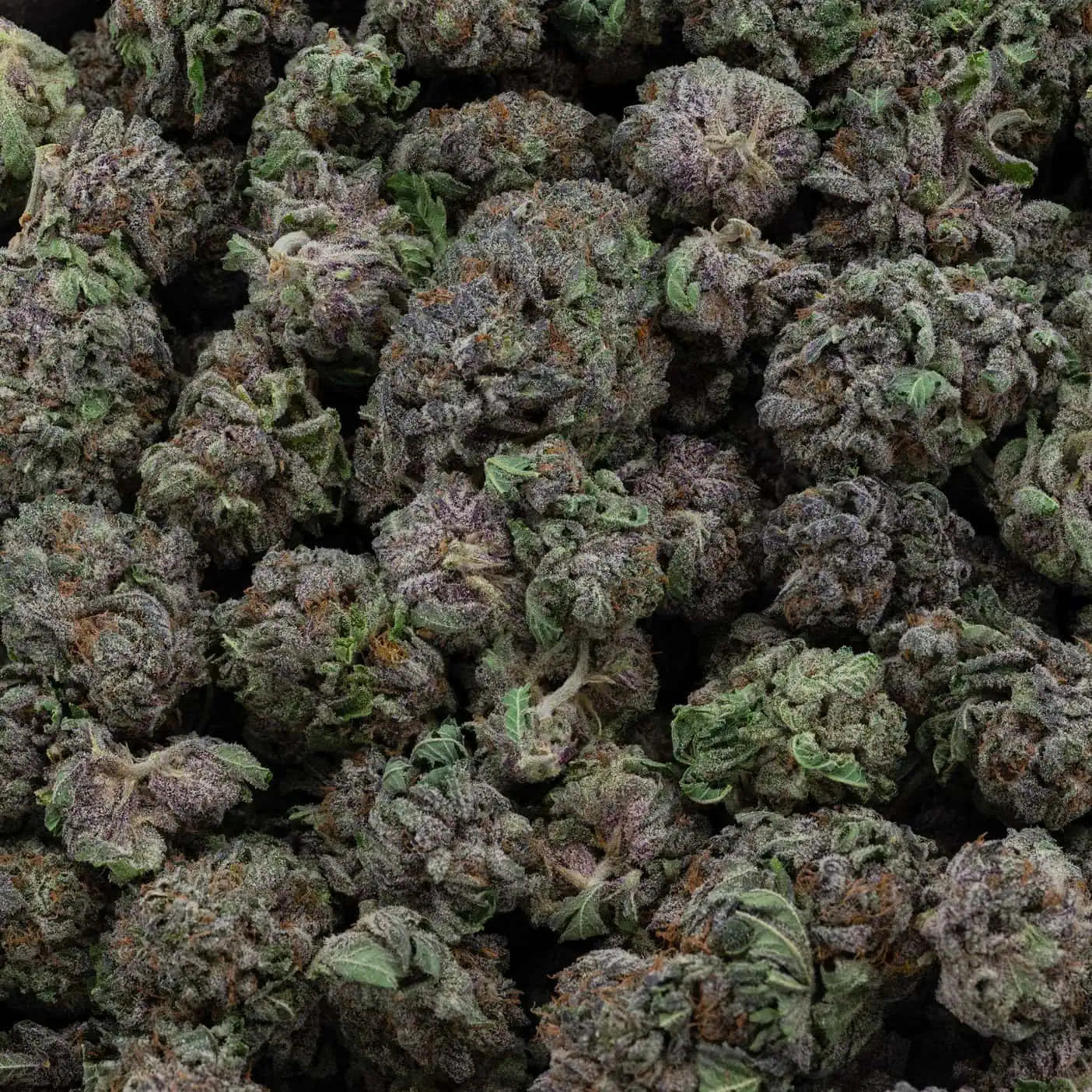 BC Black Diamond OG 38% THC | Exotic LSO | Indica - 7g