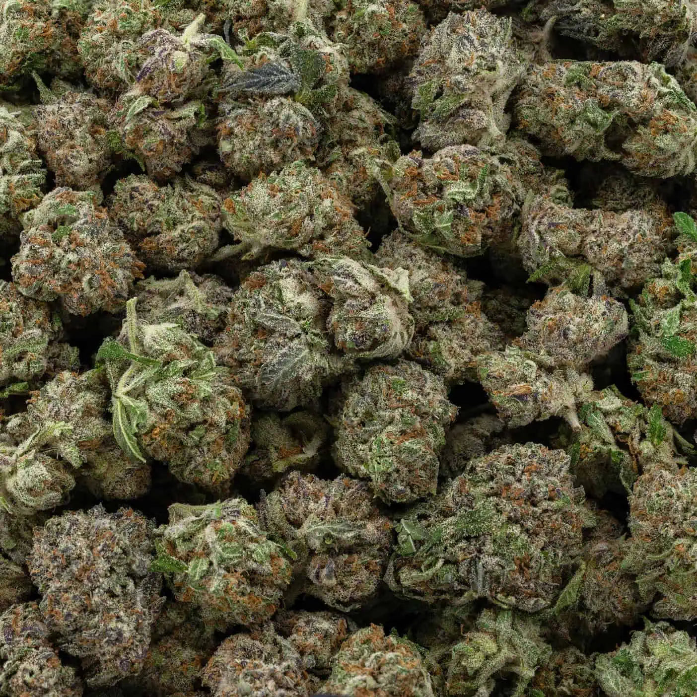 BC Blackberry Haze 38% THC | Exotic LSO | Sativa - 3.5g