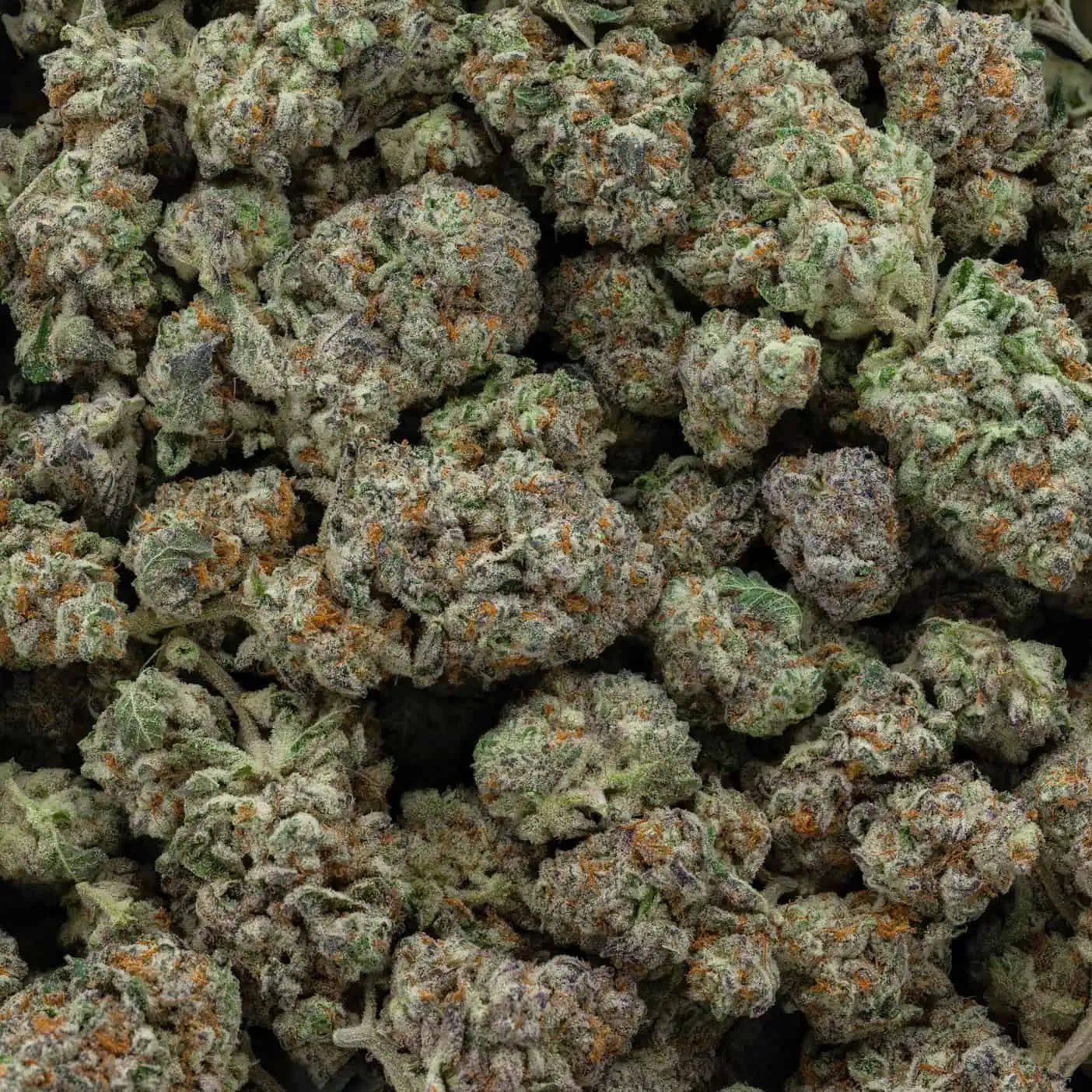 BC Durban Poison 38% THC | Exotic LSO | Sativa - 3.5g