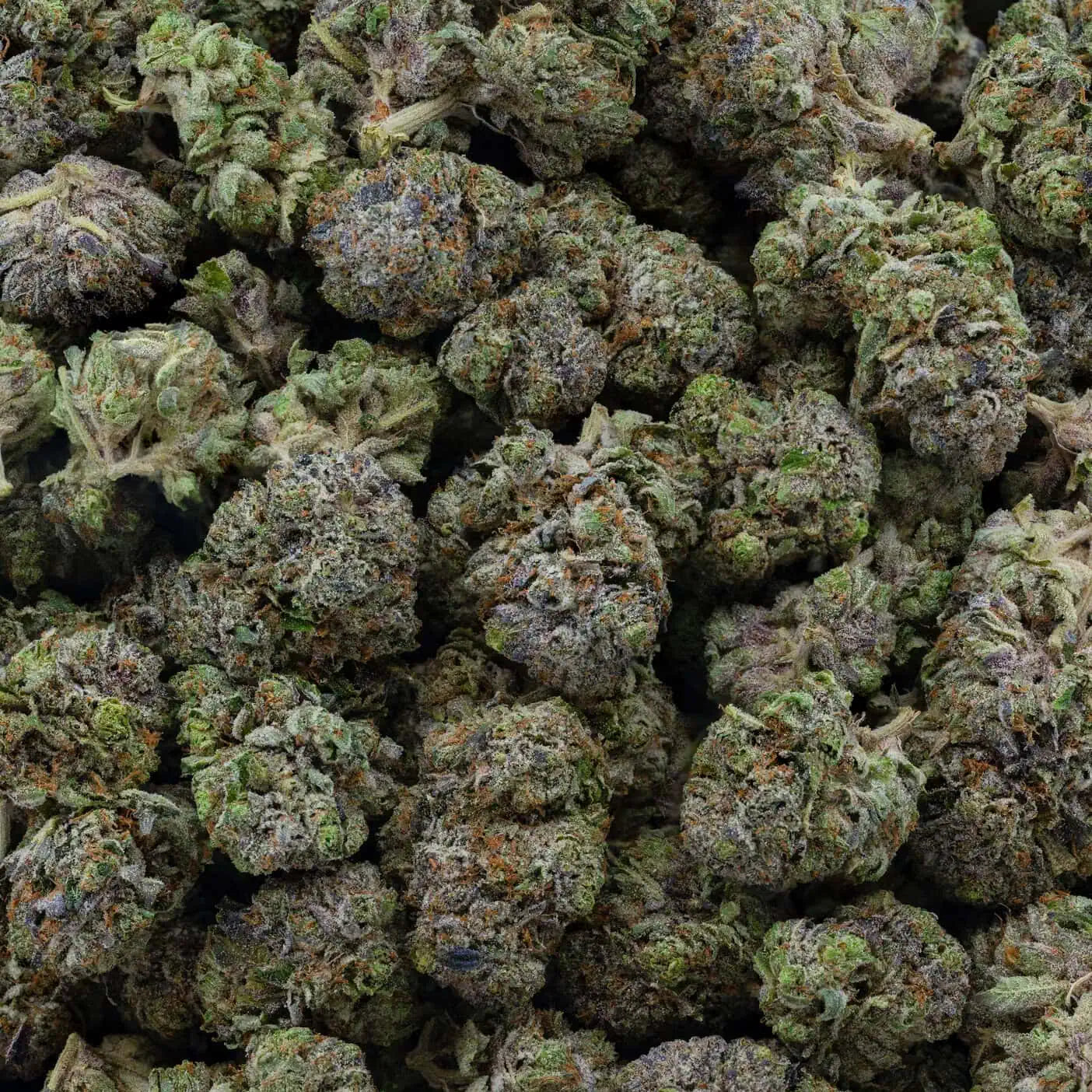 Purple Bubba 37% THC | Exotic LSO | Indica- 7g