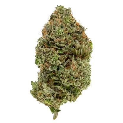 BC God's Bubba 38% THC | Exotic LSO | Sativa